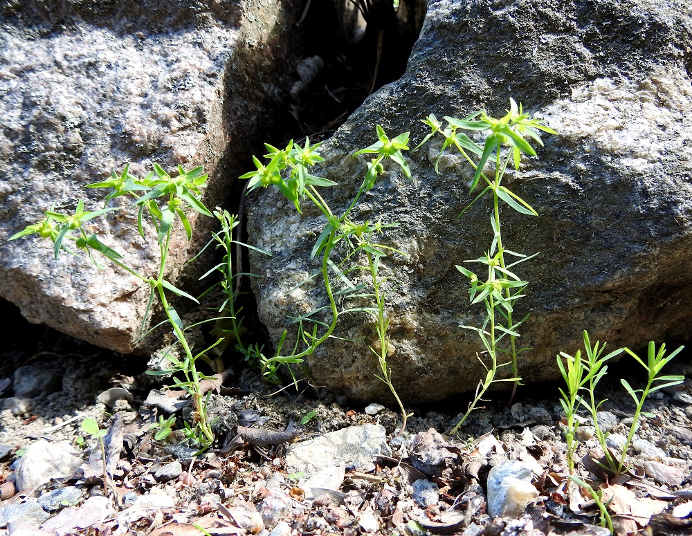 Euphorbia exigua - pikkutyräkin kasvupaikkoina Suomessa ovat tai ovat olleet lähinnä puutarhat ja viljelysmaat. Se ei yksi- tai kaksivuotisena lajina menesty sulkeutuneessa kasvupohjassa. Turussa, Ruissalon kasvitieteellisessä puutarhassa sille näyttää kelpaavan silkka, kova soramaakin. Useampaan kertaan haaroittuva latvakukinto tuottaa nopeasti ja paljon siemeniä. Niiden muodostama siemenpankki on taannut tyräkin kasvutaipaleen Ruissalossa ainakin jo yli 60 vuoden ajan. 12.7.2023. Copyright Hannu Kämäräinen.
