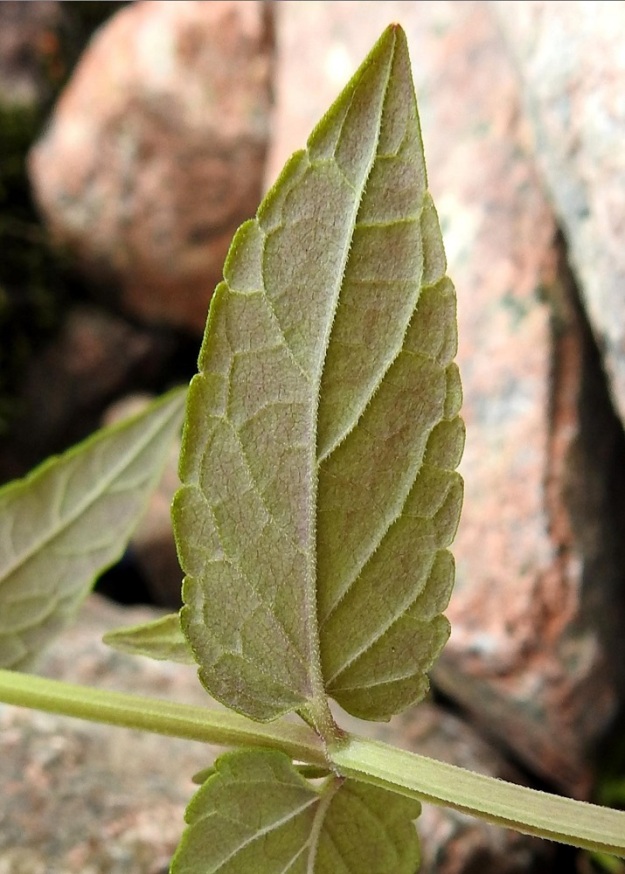 Scutellaria galericulata - luhtavuohennokan lehtilapa on alapuolelta harmaanvihreä tai toisinaan punaruskeasävytteinen ja erityisesti suonia myöten lyhytkarvainen. Välipinnoilla on yläpuolen kaltainen, hyvin lyhyt ja harva karvoitus. Varsi on nelisärmäinen ja särmiä myöten lyhytkarvainen. U, Pyhtää, Ahvenkoski, Ahvenkosken vähävetinen luonnonuoma Pietarintien ja padon välillä, Pyhtään ja Loviisan rajalinjalla, 6.8.2020. Copyright Hannu Kämäräinen.