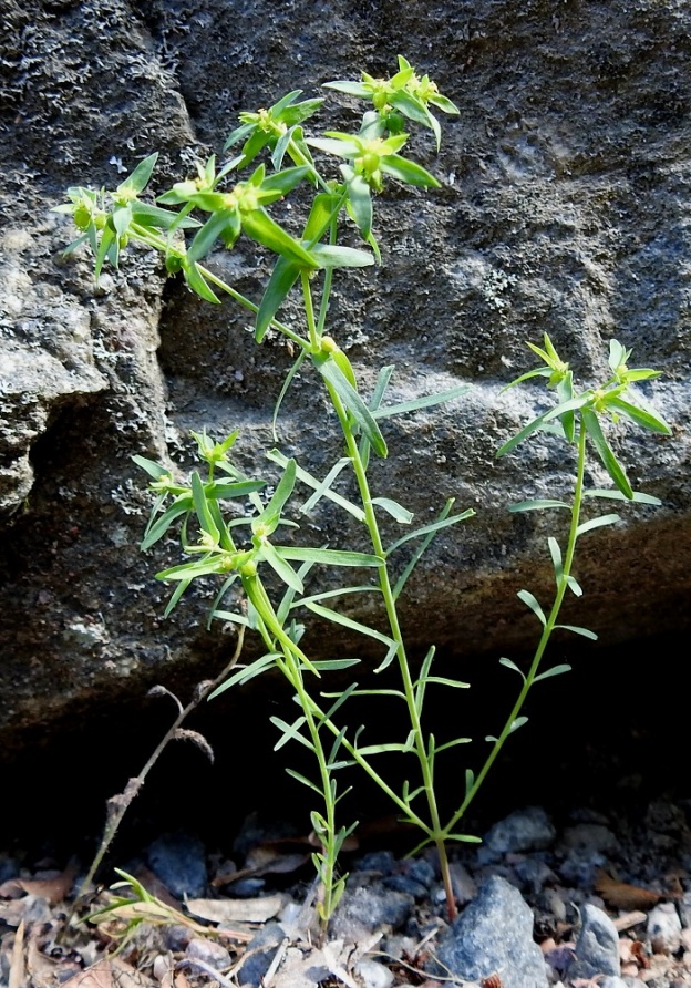Euphorbia exigua - pikkutyräkki on yksivuotinen tai harvoin kaksivuotinen, maitiaisnesteinen ja myrkyllinen ruoho, joka on pysty ja tavallisesti noin 5-20 cm korkea. Varsi on hento ja haaraton tai usein jo alaosastaan haarova. 12.7.2023. Copyright Hannu Kämäräinen.