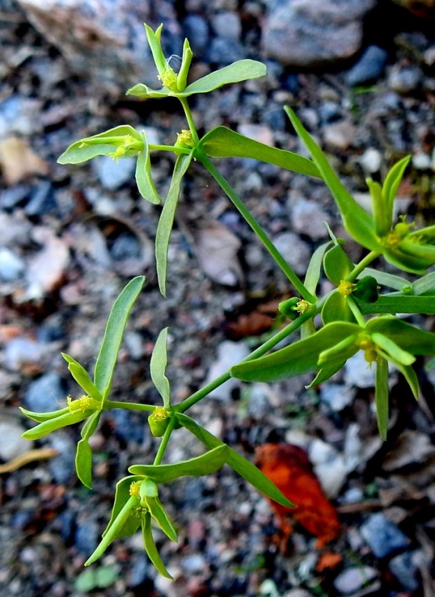 Euphorbia exigua - pikkutyräkin kukinto on varren ja haarojen kärjessä oleva, osakukintojen muodostama kerrannaissarja, joka ensin jakautuu yleensä kolmeen haaraan ja harvemmin jopa viiteen haaraan. 12.7.2023. Copyright Hannu Kämäräinen.