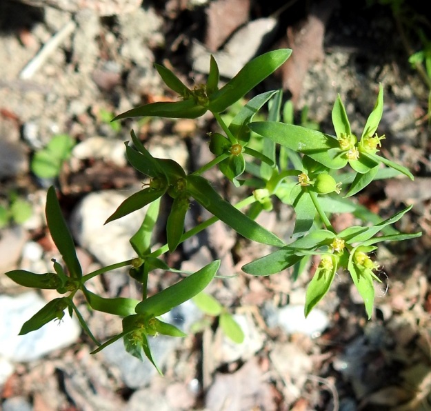 Euphorbia exigua - pikkutyräkin kukinnon kukin päähaara jakautuu kärkiosastaan kahteen haaraan ja ne edelleen toistuvasti kahteen haaraan. Kaikki kukintohaarat ovat tukilehdelliset. Tukilehdet ovat ruodittomat ja hieman kolmiomaisesti hyvin kapeanpuikeat. 12.7.2023. Copyright Hannu Kämäräinen.