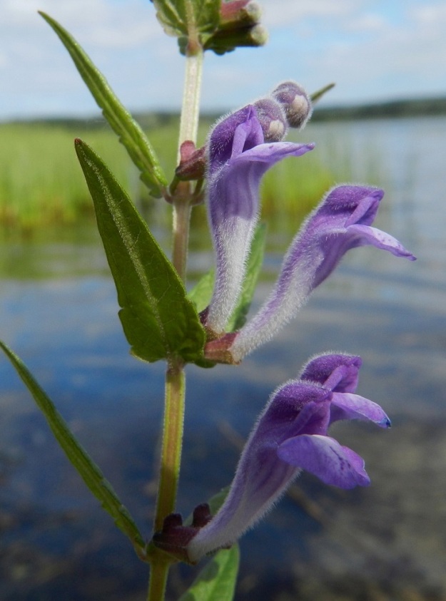Scutellaria galericulata - luhtavuohennokan teriö on pääväriltään sininen tai sinipunainen. Valoisuusolosuhteet vaikuttavat merkittävästi värin näkymiseen ja kokemiseen. Oheinen ja edellinen kuva on kuvattu samalla kasvupaikalla eri päivinä ja värisävy on niissä erilainen. Teriö on yhdislehtinen, pitkätorvinen ja päästään kaksihuulinen sekä tavallisesti noin 12-18 mm pitkä. Se on kauttaaltaan tiheästi lyhytkarvainen. Torviosa on loivasti ylöspäin kaartuva ja vaaleavärinen tai lähes valkoinen. EH, Hämeenlinna, Katinen, Katumajärven länsiranta, uimarannan pohjoispuolinen rantakosteikko, 11.8.2012. Copyright Hannu Kämäräinen.