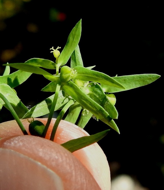 Euphorbia exigua - pikkutyräkin valekukan pohjalta nousee yksi emikukka, jonka sikiäin on pallomainen. Sikiäimen kärjessä oleva emin vartalo on kolmiluottinen ja kukin luotti päästään kaksihaarainen. 12.7.2023. Copyright Hannu Kämäräinen.