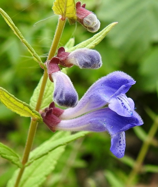 Scutellaria galericulata - luhtavuohennokan kukan verhiö on punaruskea tai vihreänkirjava, torvimainen ja kaksihuulinen sekä lyhytkarvainen tai kaljuhko. Verhiön selkäpuolella on pysty, litteähkö ja pyöreäreunainen lisäkeharjanne. Verhiön huulet ovat ehyet eli kärkiliuskattomat. Pituutta verhiöllä on tavallisesti 3-4 mm. U, Pyhtää, Ahvenkoski, Ahvenkosken vähävetinen luonnonuoma Pietarintien ja padon välillä, Pyhtään ja Loviisan rajalinjalla, 6.8.2020. Copyright Hannu Kämäräinen.