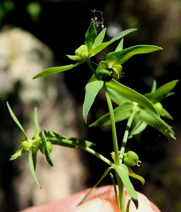 Euphorbia exigua - pikkutyräkin hedelmä on nopeasti sikiäimestä paisuva, kolmilohkoinen kota, joka on sivusta katsoen lähes pallomainen ja päästä katsoen pyöreän kolmiomainen sekä vihreä ja tavallisesti noin 1,6-2 mm pitkä sekä noin 1,6-1,8 mm leveä. Kota on muuten sileä, mutta lohkojen laidat ovat kapeasti siipipalteiset ja pinnaltaan rakeiset. Kodan perä on sivulle taipunut ja noin 2 mm pitkä. 12.7.2023. Copyright Hannu Kämäräinen.