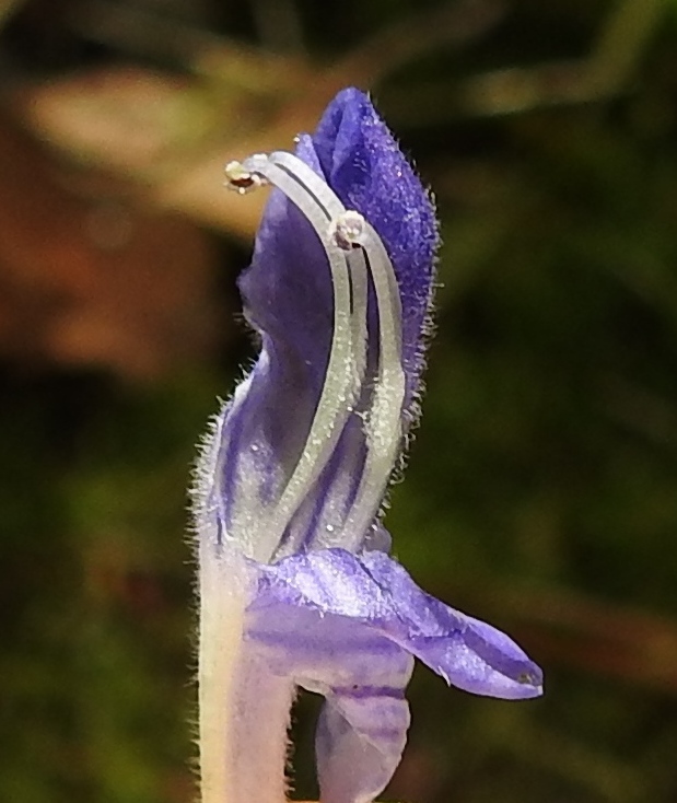 Scutellaria galericulata - luhtavuohennokalla on kaksi ylähuulen kärkiosaan ulottuvaa ja teriön yläosaan kiinnittynyttä hedettä sekä kaksi alempaa, teriön torveen kiinnittynyttä hedettä, jotka normaalisti ovat piilossa teriön ja sen ylähuulen sisällä. Kuvassa valkopalhoiset heteet on pullautettu huulen sisältä näkyville. Heteiden mittainen emin vartalo on edelleen jäänyt piiloon huulen sisälle. EH, Hämeenlinna, Luolaja, Hattelmalanjärven lounaispuolen rantaluhta lintutornin kohdalla, luonnonsuojelualue, 4.7.2023. Copyright Hannu Kämäräinen.