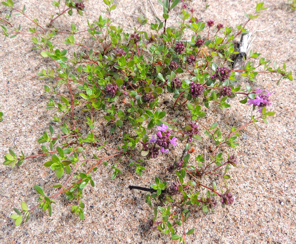 Thymus serpyllum subsp. tanaënsis - tenonajuruoho, kuten kangasajuruohon nimialalaji, harjuajuruohokin, on hyvin aromaattinen ja voimakastuoksuinen. Sitä on pohjoisessa ilmeisesti käytetty hyödyksi ainakin mausteena, koska sitä on kutsuttu Tenon timjamiksi. Lehdet ja kukat soveltuvat myös yrttiteeksi. 14.7.2015. Copyright Hannu Kämäräinen.