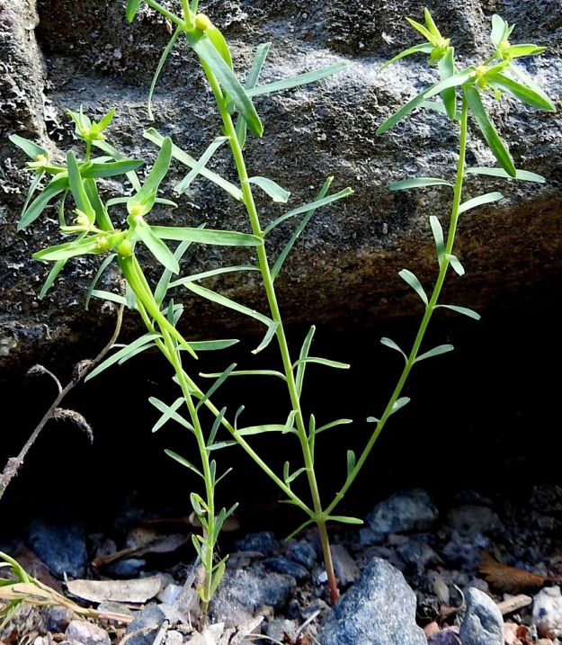 Euphorbia exigua - pikkutyräkin lehdet ovat varrella ja haaroissa kierteisesti. Ne ovat ruodittomat, tasasoukat ja suippo- tai tylppäpäiset sekä vihreät tai sinivihreät. 12.7.2023. Copyright Hannu Kämäräinen.