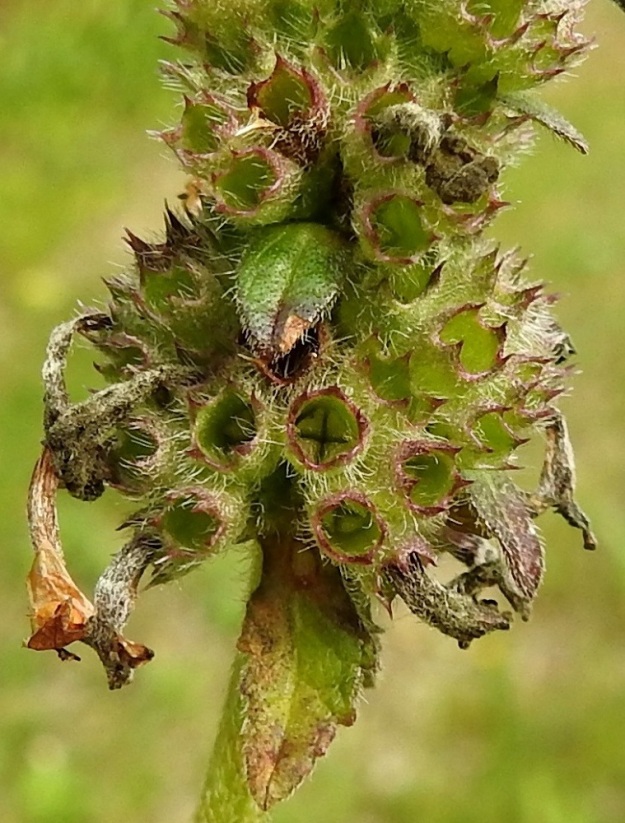 Betonica officinalis - rohtopähkämön kukan verhiö on lähes säteittäinen, viisiliuskainen ja tavallisesti noin 6-9 mm pitkä. Se on vihreä tai kärkiosastaan punaruskea ja tiheäkarvainen. Kärkiliuskat ovat kapean kolmiomaiset, otakärkiset ja noin 1,5-2 mm pitkät. Verhiön sisään kehittyvä hedelmä on ristikkäisesti nelilohkoinen ja noin 3 mm leveä. Lohkot ovat päästään kolmikulmaiset, muuten hieman litteähköt ja lähes pitkulaiset sekä noin 2,5 mm pitkät. 3.8.2023. Copyright Hannu Kämäräinen.