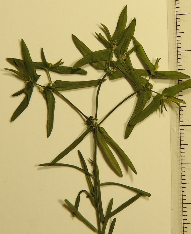 Euphorbia exigua - pikkutyräkin varsilehdet ovat ehytlaitaiset ja tavallisesti noin 3-15 mm pitkät ja noin 0,8-1,2 mm leveät. Tylpissä lehdissäkin on yleensä lyhyt, otamainen kärki. Pääsarjan tukilehdet ovat useimmiten hyvin kapeanpuikean suikeat ja muut tukilehdet hieman kolmiomaisesti hyvin kapeanpuikeat. Lehtilaita on muuten ehyt, mutta toisinaan tyvellä voi olla, kuten kuvan vasemman laidan tukilehdillä, toispuolisesti yhdestä kahteen hammasta. Tukilehdet ovat tavallisesti noin 5-17 mm pitkät ja leveimmältä kohtaa noin 1-2,5 mm leveät. 12.7.2023. Kuva näytteestä, copyright Hannu Kämäräinen.