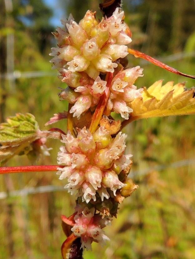 Cuscuta europaea subsp. europaea - humalanvieraan kukinto on pallomainen, perätön ja tiheä sekä monikukkainen sykerö, joka on läpimitaltaan useimmiten noin 10-15 mm. Kukat ovat lähes perättömiä tai perällisiä. Perä on yleensä noin 0,5-3 mm pitkä. Verhiö on noin 2-3 mm pitkä ja eriasteisen punainen, vihertävä tai valkoinen. Sen liuskat ovat kolmiomaiset, tylppäpäiset ja noin 1-2 mm pitkät sekä tyveltään noin 1,5-2 mm leveät. EH, Padasjoki, Vesijako, Jussilan tila, Uusi-Nuuttilantien ja Hakaperäntien kulmauksessa olevan lammasaitauksen vierus kallioalueen laidassa, 9.8.2015. Copyright Hannu Kämäräinen.