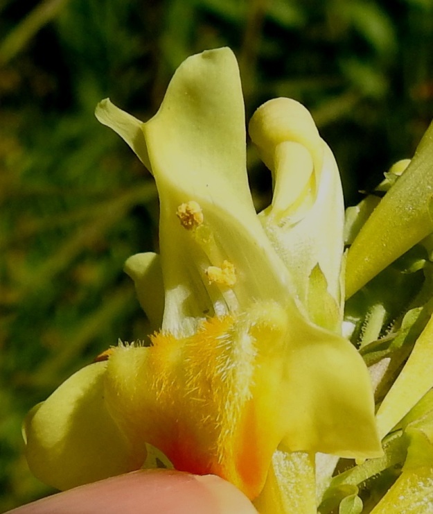 Linaria vulgaris - keltakannusruohon heteet ja emi jäävät piiloon teriön nielun sulkevan, alahuulen turpean pullistuman taakse. Yleensä vain kimalaiset kykenevät painamaan pullistuman alas ja työntämään imukärsänsä kannukseen. Samalla niiden päänseutu osuu ponsiin ja luottiin hoitaen pölytyksen. Kuvassa peukalo on paljastanut teriön salat. Neljästä heteestä kaksi on pitempää ja kaksi lyhyempää. Ne ovat noin 8-12 mm pitkät ja kiinnittyneet teriön tyviosaan. Emi on yksivartaloinen ja noin 8-10 mm pitkä. Sen kärjessä oleva luotti on hyvin lyhyt ja lähes levymäinen tai matalan pallomainen. EH, Hämeenlinna, Loimalahti, Hirsimäki, Hirsimäenkadun laitaruohikko Myllyojan länsipuolella, 26.6.2022. Copyright Hannu Kämäräinen.