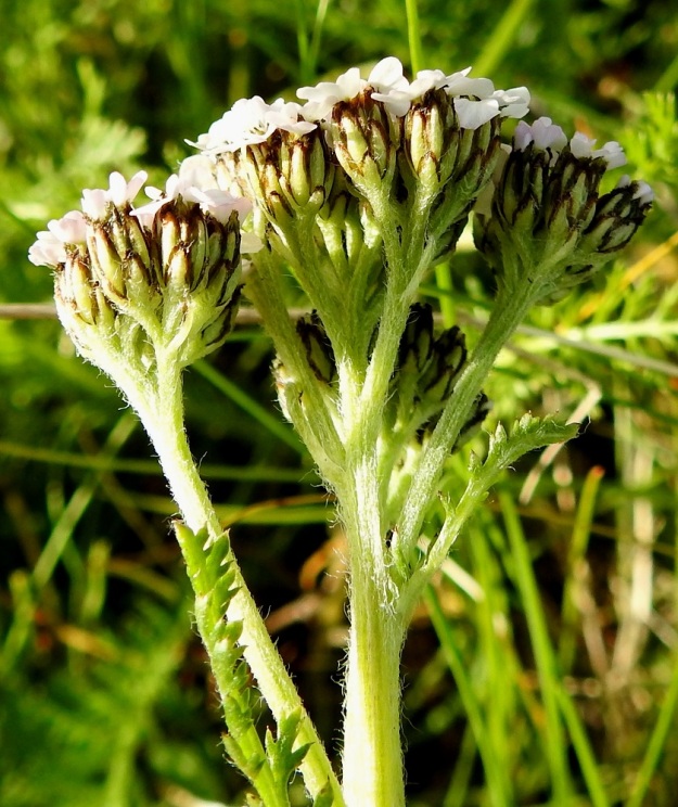 Achillea millefolium subsp. sudetica - pohjansiankärsämön mykeröperä on yleensä noin 1-3 mm pitkä ja kukintohaarojen tavoin tiheäkarvainen. Mykerön alimman kerroksen muodostavat pienet, kapeat ylälehdet eli kehtosuomut, jotka ovat useimmiten kolmena tai neljänä tiiviinä, lomittaisena rivinä. Suomut ovat eripituiset, lähinnä kapeansoikeat tai -puikeat ja vihreät sekä kalvolaitaiset. Laitakalvot ovat tumman- tai mustanruskeat. Kehtosuomut ovat vaihtelevasti vaaleakarvaiset tai kaljuhkot ja tavallisesti noin 2-5 mm pitkät ja leveimmältä kohtaa noin 1-1,2 mm leveät. Sisemmät suomut ovat ulompia pitemmät. 10.7.2018. Copyright Hannu Kämäräinen.