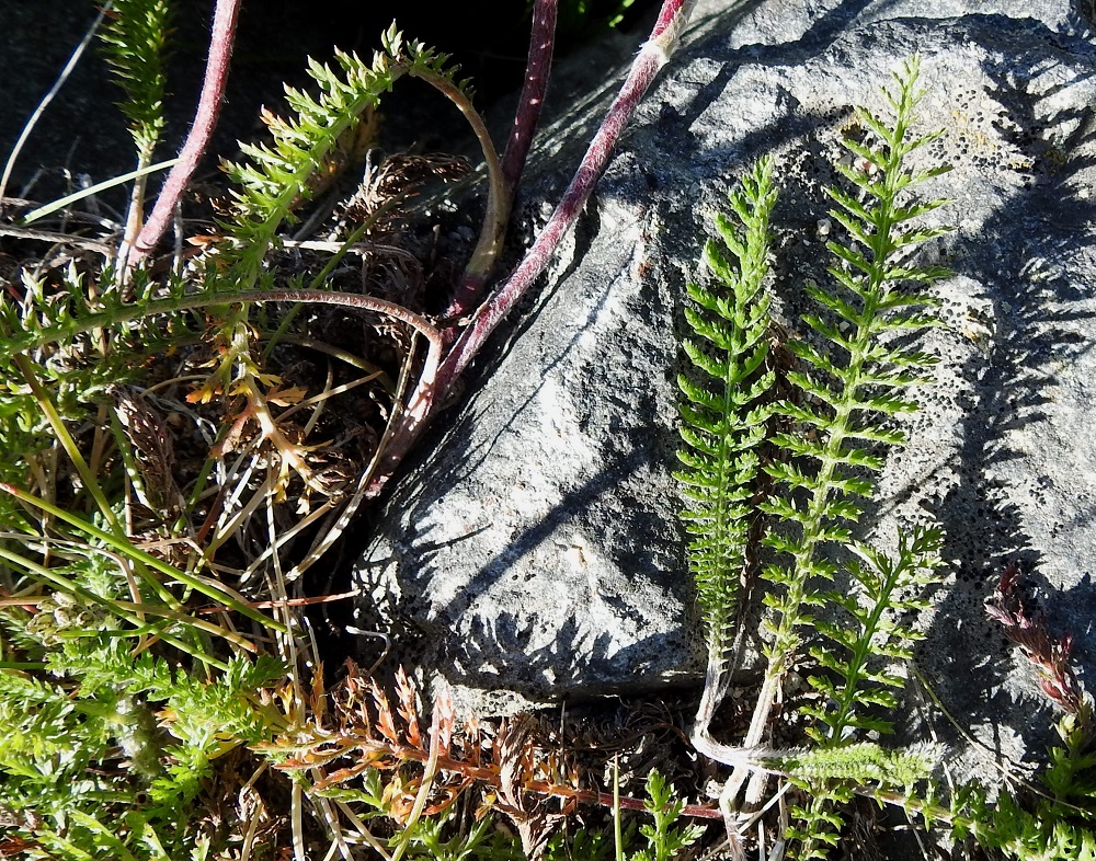 Achillea millefolium subsp. sudetica - pohjansiankärsämön lehdet ovat tyvellä ja usein varren tyviosassakin ruodilliset mutta ylempänä ruodittomat. Ruoti on tavallisesti noin 1-4 cm pitkä. Lehtilapa on ulkokehältään kapeamman tai leveämmän suikea ja kahdesta kolmeen kertaa pariliuskainen. Pääliuskapareja on yleensä yli 15. Tyvilehtien lapa on tavallisesti noin 5-15 cm pitkä ja leveimmältä kohtaa noin 1-2,5 cm leveä sekä varsilehtien lapa noin 1,5-6 cm pitkä ja noin 0,5-1,5 cm leveä. Uloimmat liuskat ovat kapeansuikeat, kapeanpuikeat tai hammasmaiset ja suipon teräväkärkiset sekä otapäiset. Ne ovat useimmiten noin 1-4 mm pitkät. EnL, Enontekiö, Kilpisjärvi, Saanan lounainen alarinne Käsivarrentien yläpuolella, retkeilykeskuksen kohdalla, 495 m mpy, 10.7.2018. Copyright Hannu Kämäräinen.