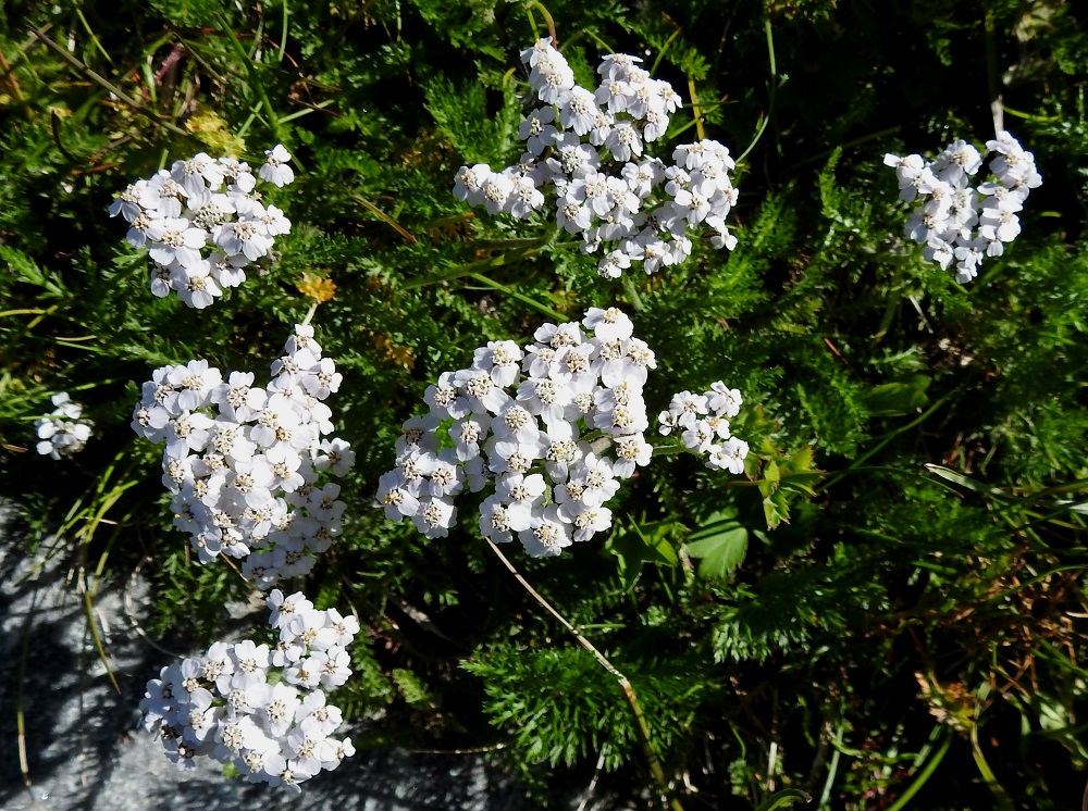 Achillea millefolium subsp. sudetica - pohjansiankärsämön juurakko on vaakasuoraan levittäytyvä, pitkä ja maarönsyinen synnyttäen usein monivartisia kasvustoja. Kukintomykeröitä on keskimäärin yleensä vähemmän kuin nimialalajilla, etelänsiankärsämöllä, subsp. millefolium. Kuvan varsissa mykeröiden määrä vaihtelee välillä 15-36. EnL, Enontekiö, Kilpisjärvi, Saanan lounainen alarinne Käsivarrentien yläpuolella, retkeilykeskuksen kohdalla, 495 m mpy, 10.7.2018. Copyright Hannu Kämäräinen.