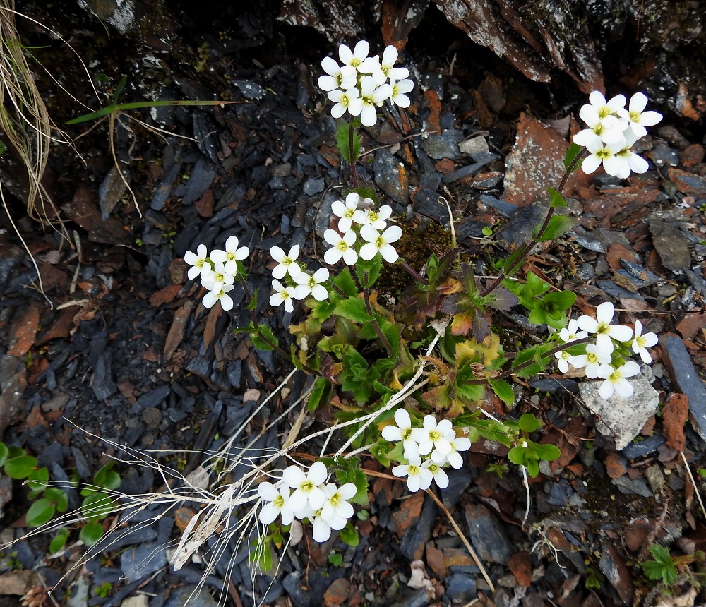 Arabis alpina - tunturipitkäpalon varret kasvavat usein ryhminä löyhistä ruusukemättäistä. 6.7.2018. Copyright Hannu Kämäräinen.