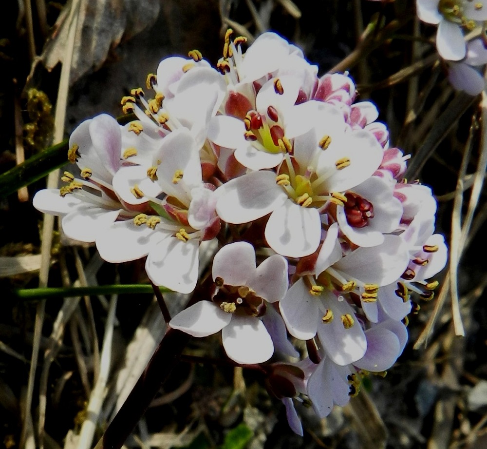 Noccaea caerulescens - ketotaskuruohon teriö on yleensä valkoinen ja noin 5-6 mm leveä. Terälehtiä on ristikkäisesti neljä. Ne ovat vastapuikeat, kapeatyviset ja tavallisesti noin 3-4 mm pitkät ja leveimmältä kohtaa noin 1,2-1,5 mm leveät. Heteitä on kuusi. Niiden palhot ovat valkoiset ja hiukan alaspäin levenevät. Ponnet ovat sinipunaiset tai muuten tummat. Kuvan kukissa siitepölyn purkautuminen muuttaa ne keltaisiksi. Alkuperäinen väri näkyy hyvin oikealla olevassa, avautuvassa kukassa. Lähilajilla, toukotaskuruoholla, N. brachypetala, ponnet ovat vaaleat tai vaaleankirjavat. Ketotaskuruohon sikiäin on kehänpäällinen ja lähinnä vastapuikea ja litteähkö. Sen kärjessä on noin 0,5-1 mm pitkä vartalo ja pieni, nuppimainen luotti. EH, Hämeenlinna, Vuorentaka, Vanhan Härkätien (tie 2855) laitaluiska Kuuslahdentien tienhaaran koillispuolella, 7.5.2012. Copyright Hannu Kämäräinen.