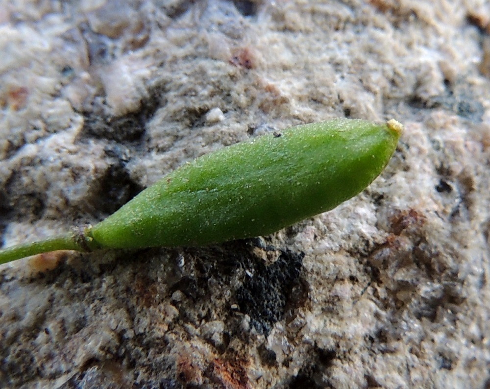 Draba verna - kevätkynsimön litu on soikean suikea, litteähkö ja kalju. Se on tavallisesti noin 4-8 mm pitkä ja leveimmältä kohtaa noin 2-2,5 mm leveä. Lidun kärjessä on kuivuneen emin vartalon ja luotin muodostama, enintään 0,2 mm pitkä ota. EH, Janakkala, Harviala, Alikartanontien vanhan tieuran varressa olevan, puuvartisten taimitarhan kuiva laide, 11.5.2013. Copyright Hannu Kämäräinen.