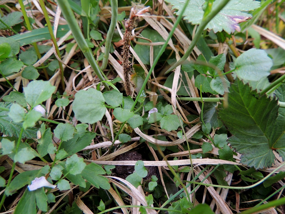 Cardamine pratensis subsp. pratensis - niittyluhtalitukan kaikki lehdet ovat parilehdykkäiset. Tyviruusukkeen lehtien ruoti on yleensä noin 3-8 cm pitkä. Lapaosuus on tavallisesti noin 3-10 cm pitkä ja leveimmältä kohtaa noin 1-2 cm leveä. Siinä on kärkilehdykän lisäksi useimmiten 3-10 lehdykkäparia. Sivulehdykät ovat ruodittomat tai ruoti on enintään noin 1 mm pitkä. Kärkilehdykkä on tavallisesti sivulehdyköitä kookkaampi, pyöreähkö tai munuaismainen ja isohampaisen kulmikas. Se on läpimitaltaan yleensä noin 8-12 mm. Sivulehdykät ovat pyöreähköt, soikeahkot tai puikeahkot ja enemmän tai vähemmän hampaiset sekä useimmiten noin 5-8 mm pitkät. 1.6.2013. Copyright Hannu Kämäräinen.