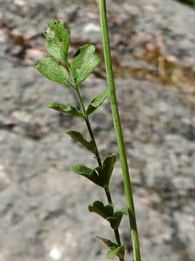 Cardamine pratensis subsp. pratensis - niittyluhtalitukan varsilehtien lapaosuus on tavallisesti noin 2-7 cm pitkä ja leveimmältä kohtaa noin 1-1,5 cm leveä. Siinä on kärkilehdykän lisäksi useimmiten 2-10 lehdykkäparia. Alimpien varsilehtien lehdyköissä on enintään noin 0,5 mm pitkä ruoti ja muut ovat ruodittomat. Kuten kuvassa, alimpien varsilehtien lehdykät myös muistuttavat toisinaan ruusukelehtien lehdyköitä. Varsi on liereä ja vihreä tai harmaanvihreä sekä kalju. U, Helsinki, Suomenlinna, Susisaari, saarelle tulevalta sillalta noin 50 m etelään oleva, länteen haarautuvan tien laitapenger, 3.6.2018. Copyright Hannu Kämäräinen.