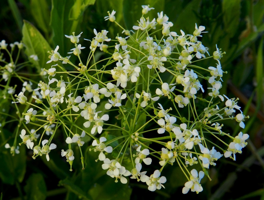 Lepidium draba - kynsimökrassin kukat ovat siirottavat ja kokoonsa nähden pitkäperäiset. Kukkaperä on yleensä noin 4-7 mm pitkä. Teriö on valkoinen ja tavallisesti noin 4-5 mm leveä. 18.6.2012. Copyright Hannu Kämäräinen.