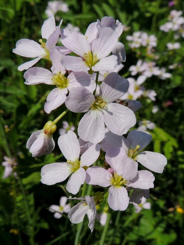 Cardamine pratensis subsp. pratensis - niittyluhtalitukan kukassa on muiden ristikukkaiskasvien tavoin neljä terälehteä. Teriö on avoimena yleensä noin 15-20 mm leveä. 1.6.2013. Copyright Hannu Kämäräinen.